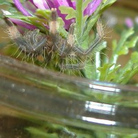 Psalmopoeus cambridgei-Zoom