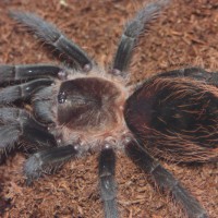 B. albopilosum