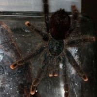 A. avicularia