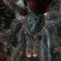 A. avicularia