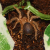 G. aureostriata