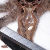 Poecilotheria Pederseni (Male or Female?)