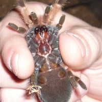 B. Boehmei Female?