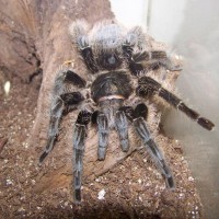 B. albopilosum