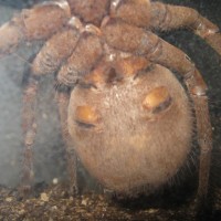 T blondi male or female?