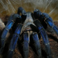 Haplopelma lividum. Cobalt blue