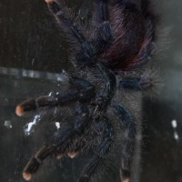 Avicularia ?