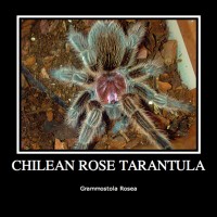 Grammostola Rosea