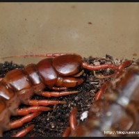 Scolopendra subspinipes de haani "China"