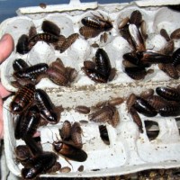 Blaptica dubia roaches