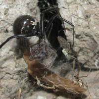 Brown or Black widow?