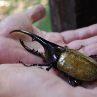 Dynastes h. hercules