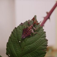 Phyllium giganteum