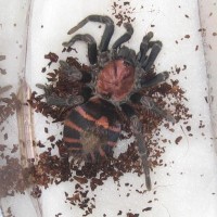 C fasciatum postmortem