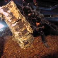 A avicularia MM