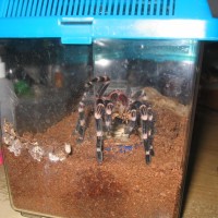 A geniculata "See? Food!"