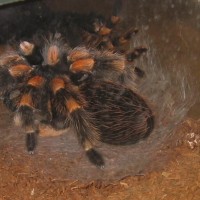 B smithi post shed