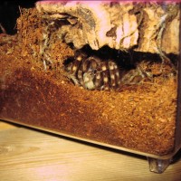 A geniculata juvie