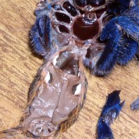 C.cyaneopubescens molt