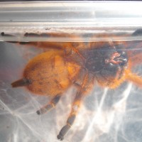 P. murinus Male