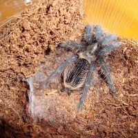 B.albopilosum or hybrid???