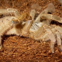 Sold as "Starburst Baboon Tarantula"