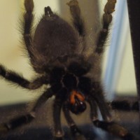 A. avicularia