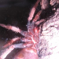 B. Boehmei