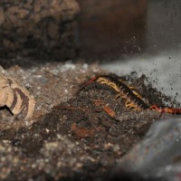 scolopendra