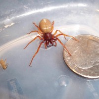 Interesting Spider brought into a pet store