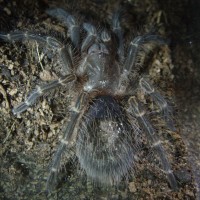 Grammostola aureostriata