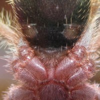 Garmmostola rosea