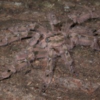 Heteroscodra maculata