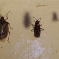 Hemiptera