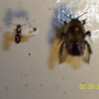 Hymenoptera