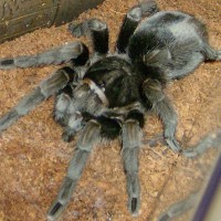 G. pulchra female