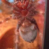 B. Smithi sexing