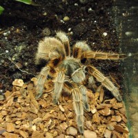 Grammostola .... ?