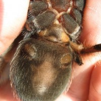 Brachypelma baumgarteni