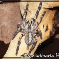 Poecilotheria Regalis