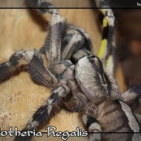 Poecilotheria Regalis