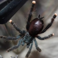 Avicularia sp.