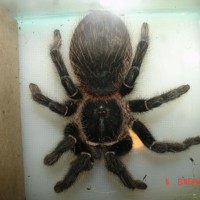 L. Parahybana Male or Female?