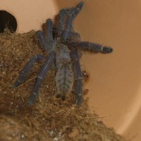 Cyriopagopus sp