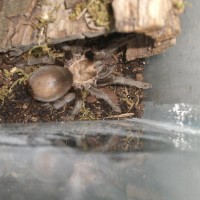 Aphonopelma Armada Female (Gravid)