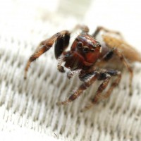 jumping spider in santa rosa cali.