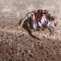 jumping spider in santa rosa cali.