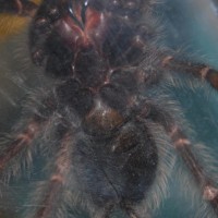 Lasiodora parahybana