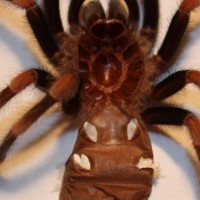 B. smithi male?