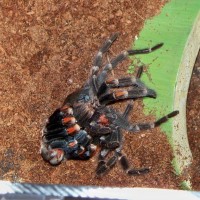 Brachypelma Auratum